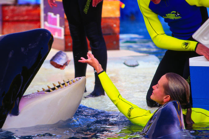 Feeding time at the Miami Sea aquarium: Killer Whale ( Orcinus orca ) - Miami, Florida