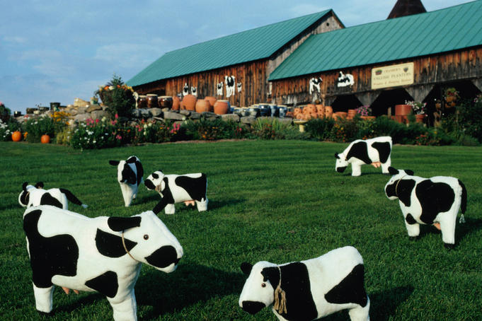 Bovine gnomes of Woodstock near Quechee in Vermont.