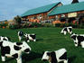 Bovine gnomes of Woodstock near Quechee in Vermont.