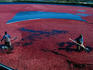 Workers hard at it during the cranberry harvest of Cape Cod.