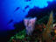 Divers and reef scene, Bay Islands.