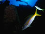 Divers and colourful fish.