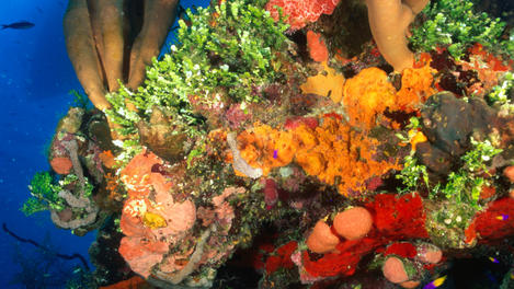 Utila Image Gallery