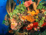 Colourful reef scene, Bay Islands.