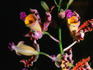 Detail of Orchid.