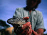 An Iguana reseacher holding an Iguana.