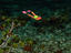 Snorkelling along the reef.