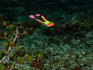Snorkelling along the reef.