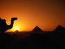 Camels and pyramids at sunset.