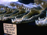 Stuffed crocodile heads for sale at Mindil Beach market.
