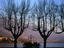Bare trees, Switzerland