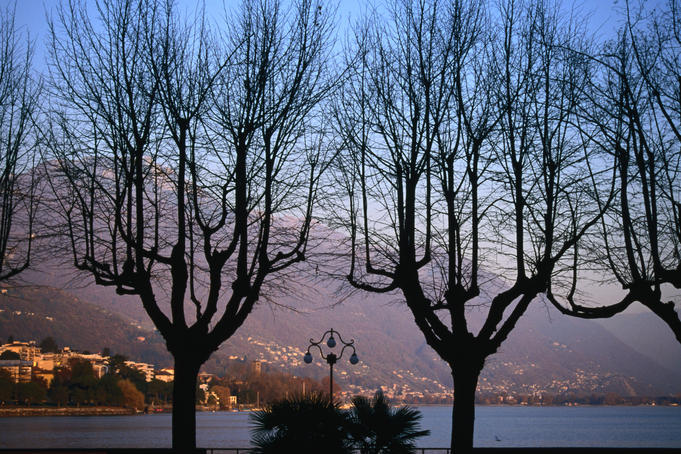 Bare trees in front of Locarno and Lake Maggiore at dusk.