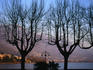 Bare trees in front of Locarno and Lake Maggiore at dusk.