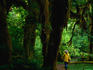 Person walking down Hall of Mosses Trai, Hoh Rainforest.