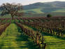 Late winter vineyard, Livermore Valley.