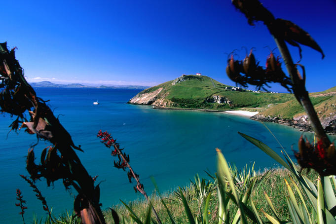 Taiaroa Head Albatross Colony, Otago Peninsula.