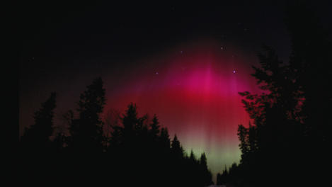 Silhouetted forest with aurora borealis