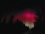 Aurora Borealis (Northern Lights) colours the night sky through a silhouetted forest.