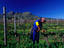 Pruning the vines, South Africa