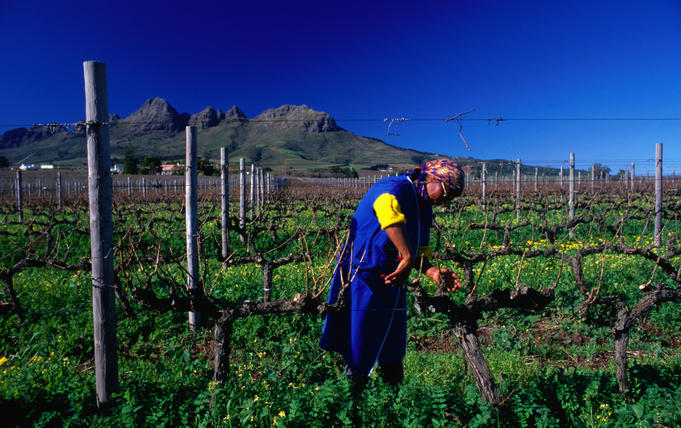 Pruning the vines with Table Mountain as a backdrop.
