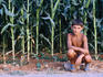 A young boy squats beside corn fields.