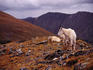 Front Range Mountain goats (Oreamnos americanus) on Gray's Peak (14,270ft) in the Rockies.