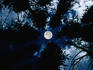 A full moon over Lodgepole Pines (Pinus contorta latifolia) on the Tenmile Range of the Rockies.