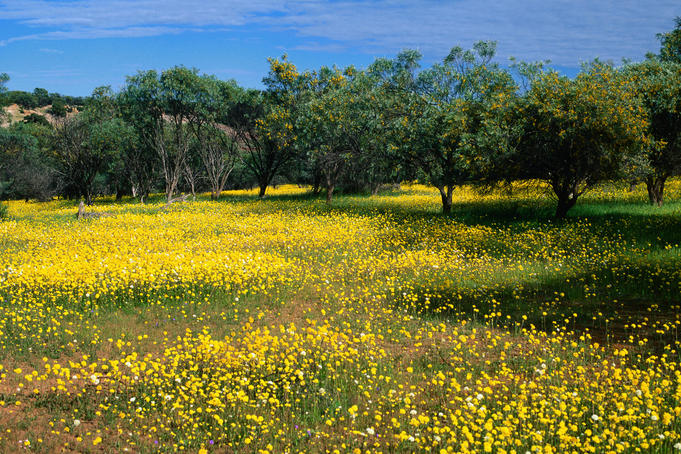 Western Australia's wildflower season - Lonely Planet