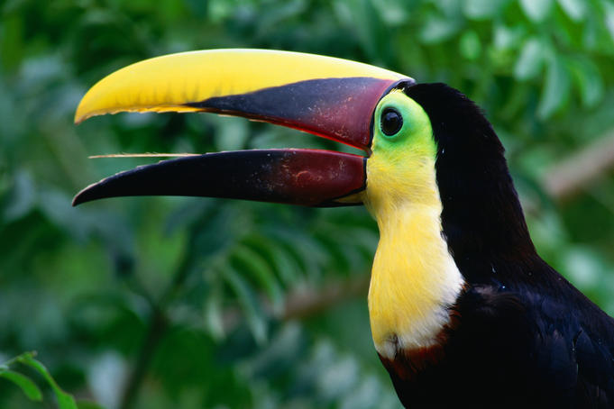 A Toucan in Costa Rica