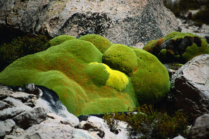 Parque Nacional Lauca, Chile - Lonely Planet