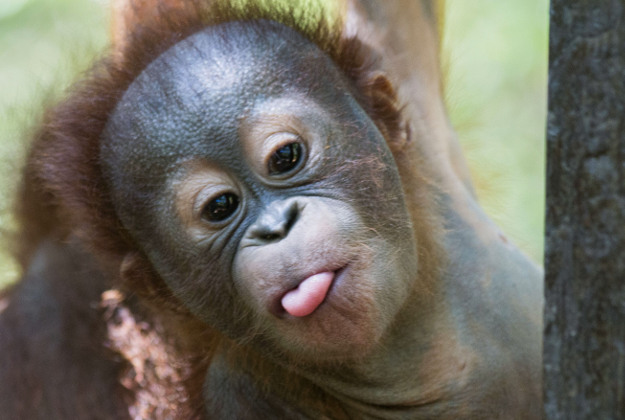 baby-gito-orangutan-1.jpg
